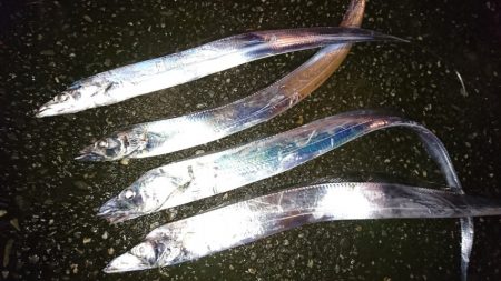 ワインドタチウオ